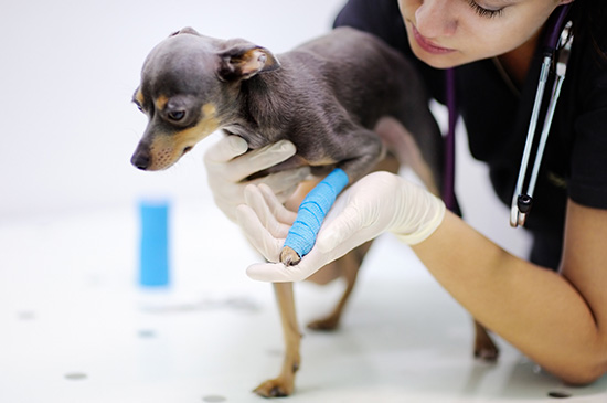 Ortopedia Veterinária + sp + Nato Medicina Veterinária