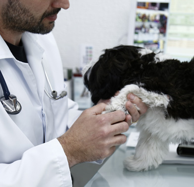 Clínica Veterinária 24h na Zona Oeste 