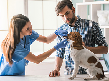 área do cliente + Nato Medicina Veterinária